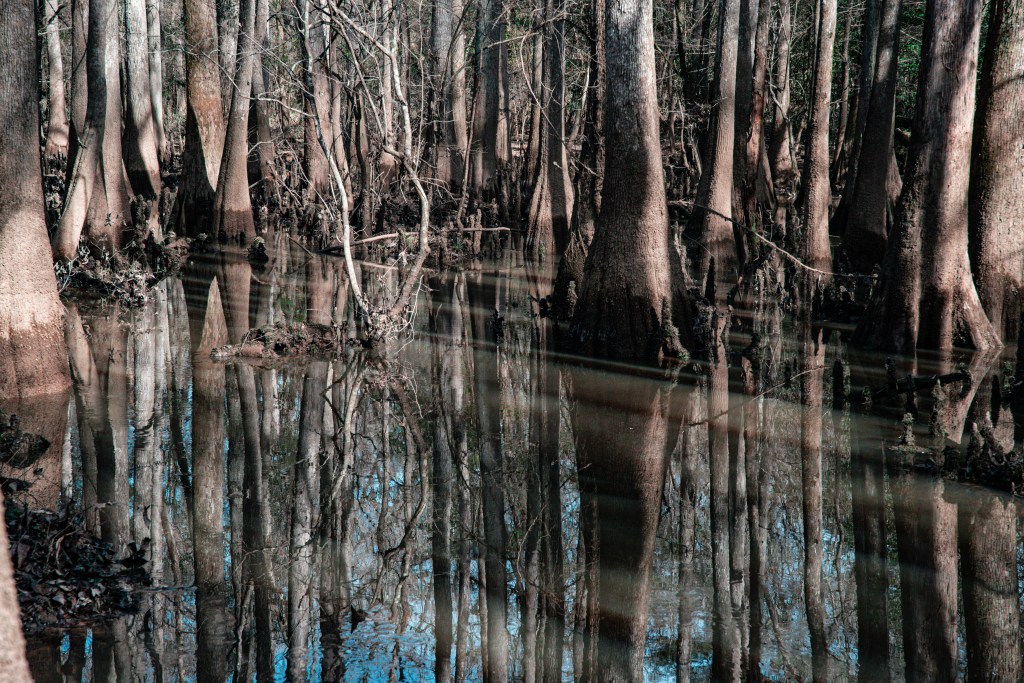 trees with reflection of water