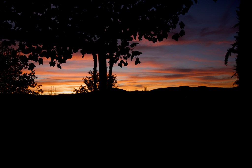 evening sunset with a tree silhouette 