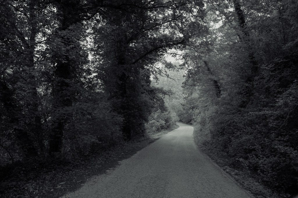 tree canopy with a winding road