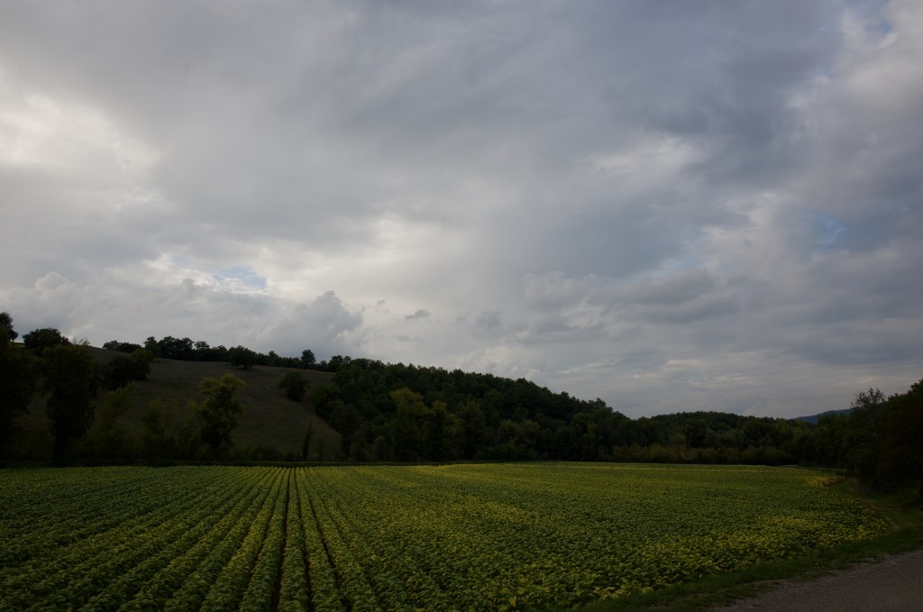 tobacco fields in italy