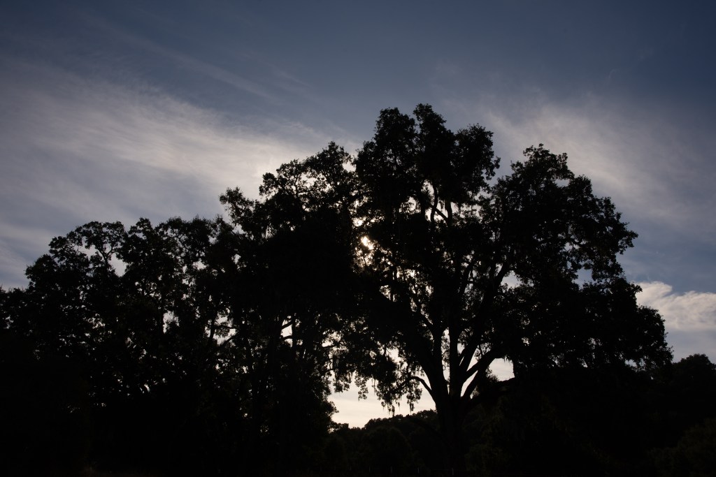 oak tree silhouette
