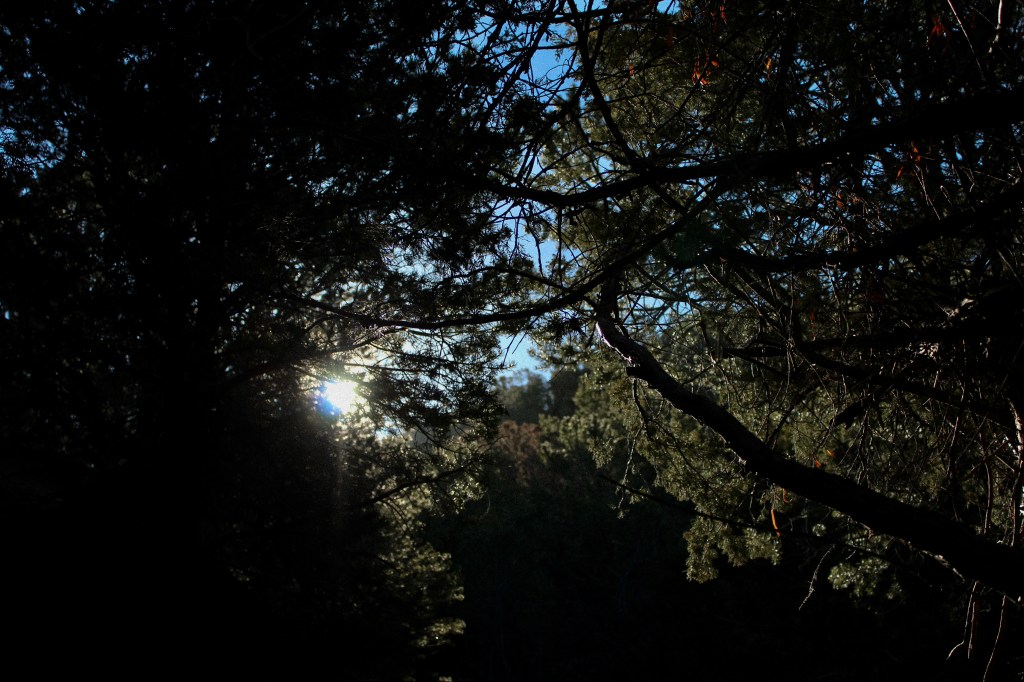 Sun peaking through the trees
