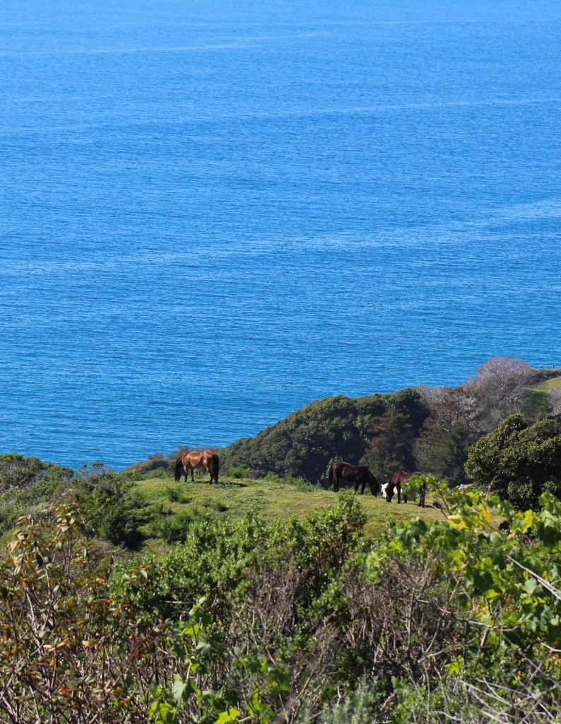 horses on the ridge with ocean