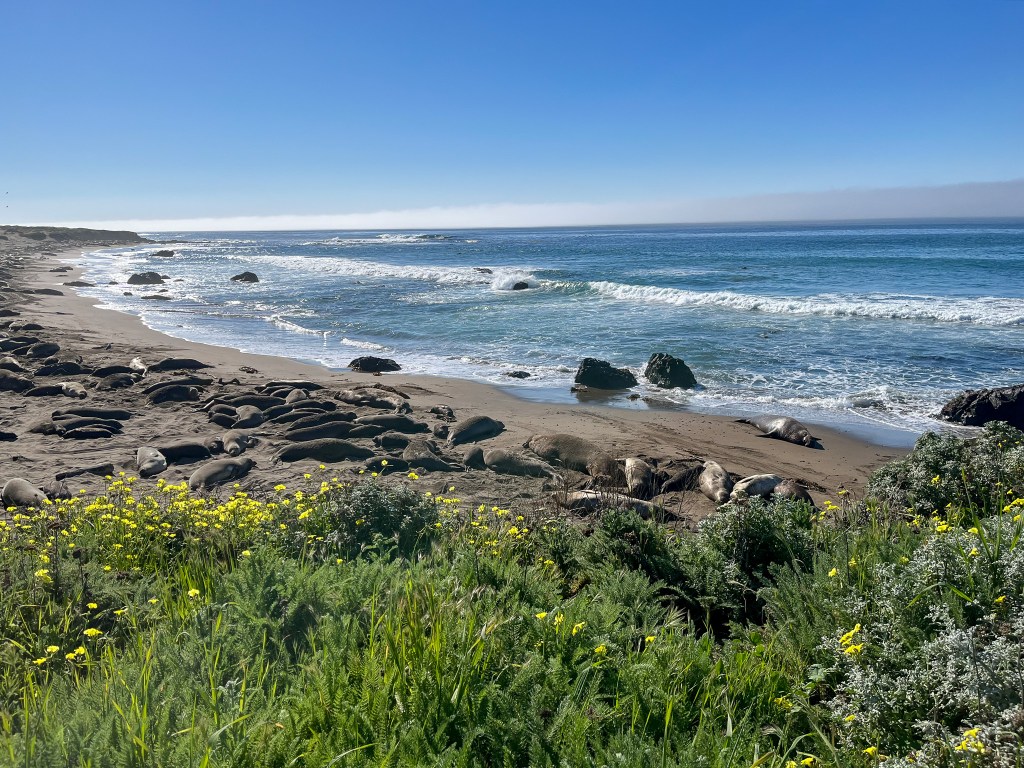 elephant seals on the beach